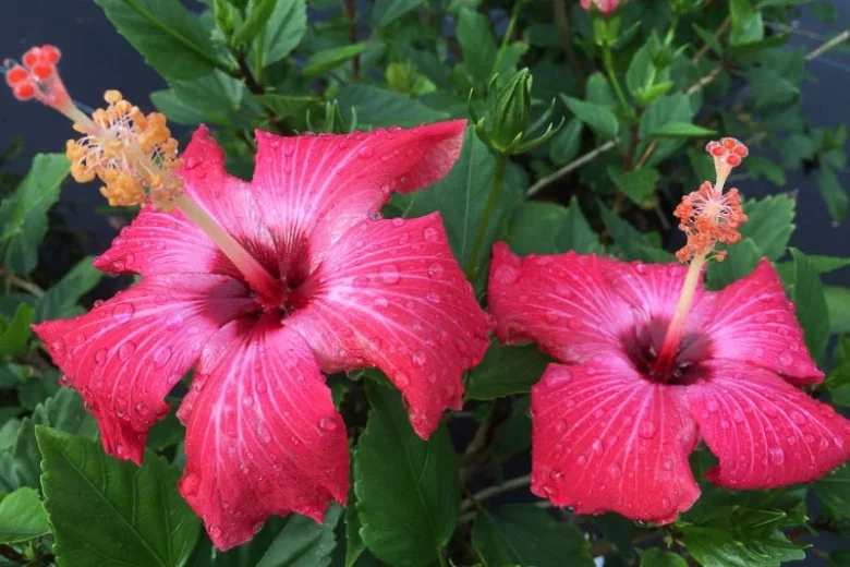Hibiscus rosa-sinensis Painted Lady, Painted Lady Hibiscus, Tropical Hibiscus 'Painted Lady', Chinese Hibiscus 'Painted Lady', Pink Hibiscus, Bicolor Hibiscus Hibiscus