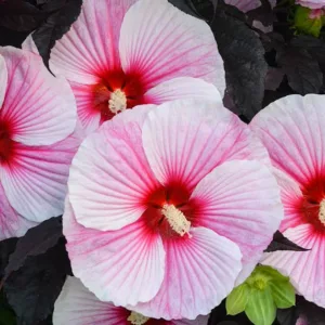 Hibiscus 'Starry Starry Night', Rose Mallow 'Starry Starry Night', Shrub Althea 'Starry Starry Night', Flowering Shrub, Pink flowers, Pink Hibiscus