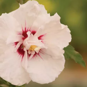 Hibiscus syriacus First Editions® Bali™, Rose of Sharon First Editions® Bali™, Shrub Althea First Editions® Bali™, Flowering Shrub, White flowers, White Hibiscus