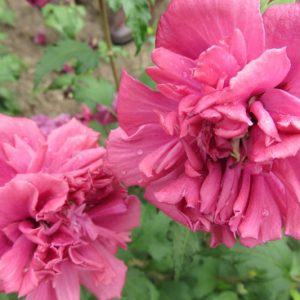 Hibiscus syriacus First Editions® French Cabaret™ Red, Rose of Sharon First Editions® French Cabaret™ Red, Shrub Althea First Editions® French Cabaret™ Red, Flowering Shrub, Red flowers, Red Hibiscus