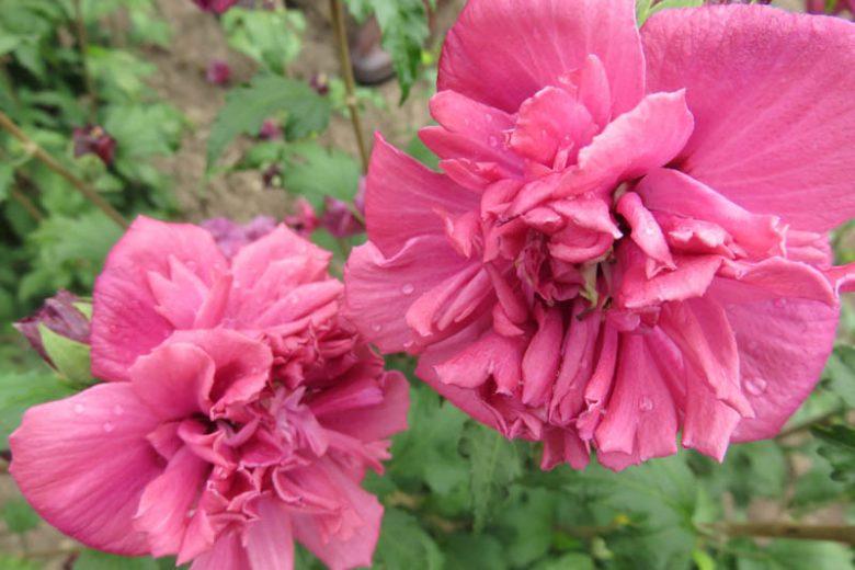 Hibiscus syriacus First Editions® French Cabaret™ Red, Rose of Sharon First Editions® French Cabaret™ Red, Shrub Althea First Editions® French Cabaret™ Red, Flowering Shrub, Red flowers, Red Hibiscus