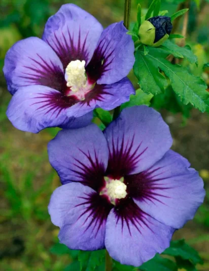 Hibiscus syriacus Ultramarine, Rose of Sharon Ultramarine, Shrub Althea Ultramarine, Flowering Shrub, Blue flowers, Blue Hibiscus