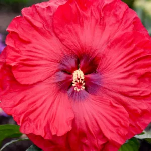 Hibiscus 'Valentine's Crush', Rose Mallow 'Valentine's Crush', Shrub Althea 'Valentine's Crush', Summerific Collection, Flowering Shrub, Red flowers, Red Hibiscus