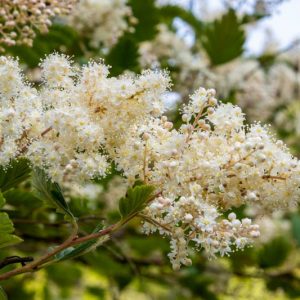 Holodiscus discolor, Ocean Spray, Hillside Ocean-spray, Cream Bush, Mountain Spray, White flowers, Fragrant flowers