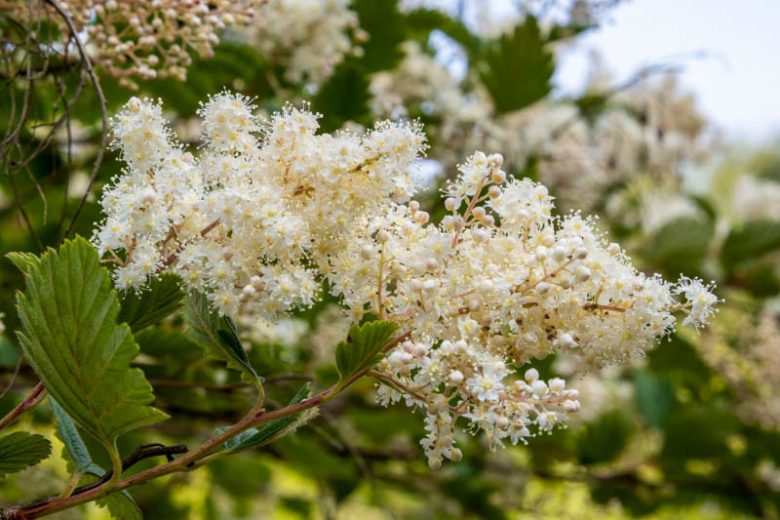 Holodiscus discolor, Ocean Spray, Hillside Ocean-spray, Cream Bush, Mountain Spray, White flowers, Fragrant flowers