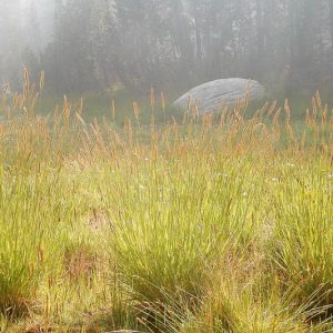 Hordeum brachyantherum, Meadow Barley, Ornamental Grass, Ornamental Grasses, Grasses, decorative Grasses, Perennial Grasses