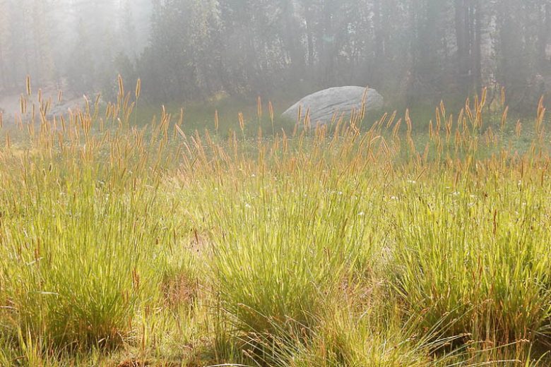 Hordeum brachyantherum, Meadow Barley, Ornamental Grass, Ornamental Grasses, Grasses, decorative Grasses, Perennial Grasses