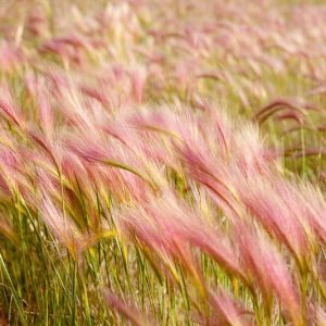 Hordeum Jubatum, Foxtail Barley, Fox Squirrel Tail, Wild Barley, Ornamental Grass, Ornamental Grasses, Grasses, decorative Grasses, Perennial Grasses