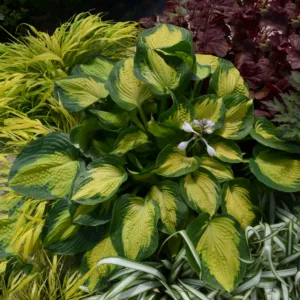 Hosta Alligator Alley, Variegated Plantain lily, Plantain Lily 'Alligator Alley', 'Alligator Alley' Hosta, Shade perennials, Plants for shade
