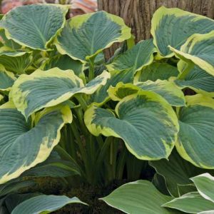 Hosta American Halo, Variegated Plantain lily, Plantain Lily 'American Halo', 'American Halo' Hosta, Blue Hosta, Shade perennials, Plants for shade