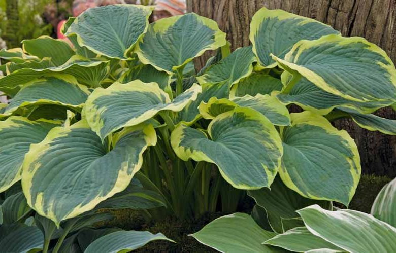Hosta American Halo, Variegated Plantain lily, Plantain Lily 'American Halo', 'American Halo' Hosta, Blue Hosta, Shade perennials, Plants for shade