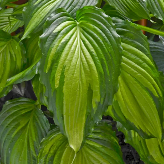 Hosta Angel Falls, Variegated Plantain lily, Plantain Lily 'Angel Falls', Shade perennials, Plants for shade