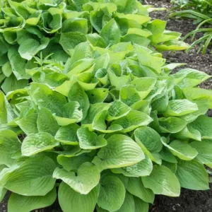 Hosta August Moon, Variegated Plantain lily, Plantain Lily 'August Moon', Shade perennials, Plants for shade