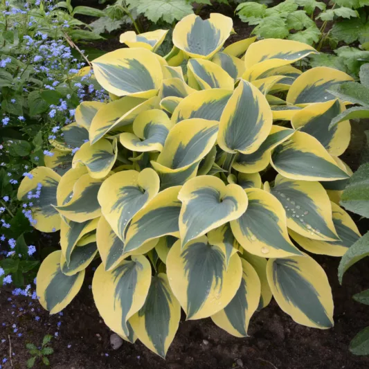 Hosta Autumn Frost, Variegated Plantain lily, Plantain Lily 'Autumn Frost', 'Autumn Frost' Hosta, Blue Hosta, Shade perennials, Plants for shade