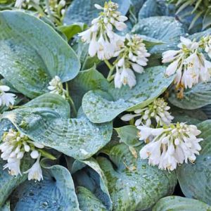 Hosta 'Blue Ange',  Plantain Lily 'Blue Angel', 'Blue Angel' Hosta, sieboldiana Hosta, Blue Hostas, Shade perennials, Plants for shade