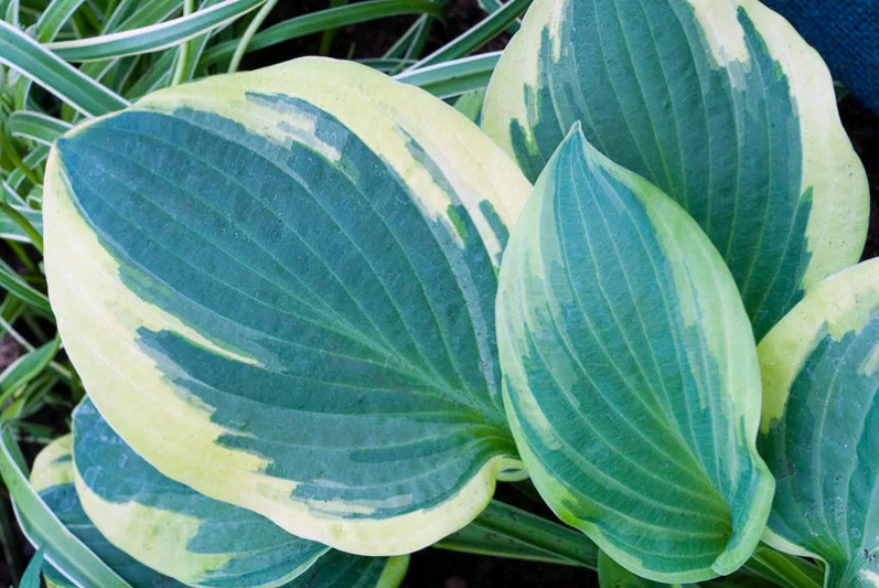 Hosta Blue Ivory, Variegated Plantain lily, Plantain Lily 'Blue Ivory', 'Blue Ivory' Hosta, Blue Hosta, Shade perennials, Plants for shade