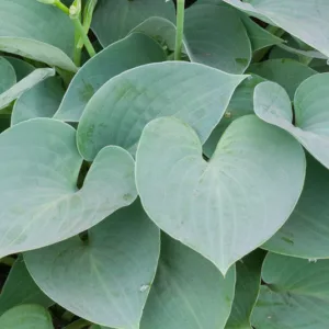 Hosta Blue Moon, Plantain Lily 'Blue Moon', 'Hadspen Blue' Hosta, Hosta × tardiana 'Blue Moon', Blue Hosta, Shade perennials, Plants for shade