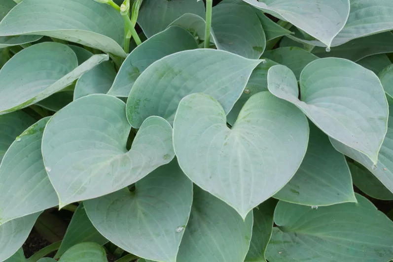 Hosta Blue Moon, Plantain Lily 'Blue Moon', 'Hadspen Blue' Hosta, Hosta × tardiana 'Blue Moon', Blue Hosta, Shade perennials, Plants for shade