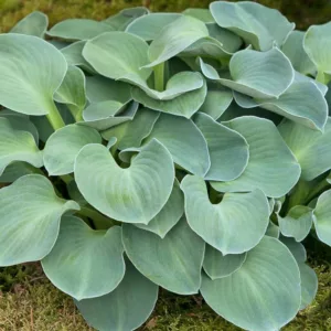 Hosta Blue Mouse Ears, Plantain Lily 'Blue Mouse Ears', 'Blue Mouse Ears' Hosta, Blue Hosta, Shade perennials, Plants for shade