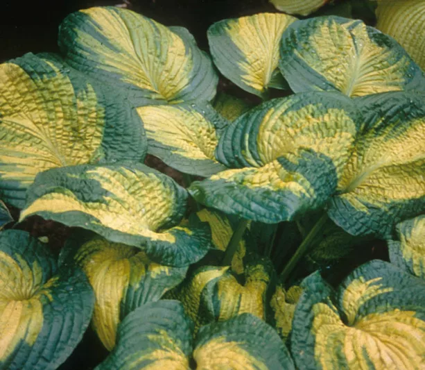 Hosta Brother Stefan, Plantain Lily 'Brother Stefan', 'Brother Stefan' Hosta, variegated Plantain lily, Shade perennials, Plants for shade