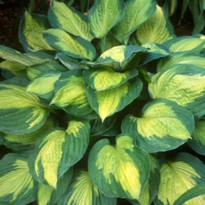 Hosta Captain Kirk, Plantain Lily 'Captain Kirk', 'Captain Kirk' Hosta, variegated Plantain lily, Shade perennials, Plants for shade