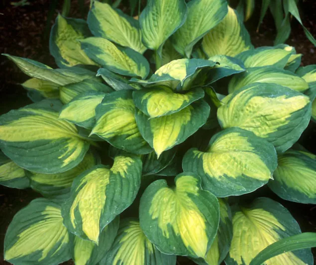 Hosta Captain Kirk, Plantain Lily 'Captain Kirk', 'Captain Kirk' Hosta, variegated Plantain lily, Shade perennials, Plants for shade