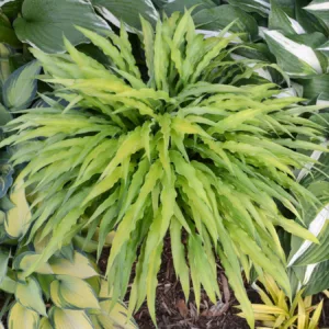 Hosta Curly Fries, Variegated Plantain lily, Plantain Lily 'Curly Fries', Shade perennials, Plants for shade
