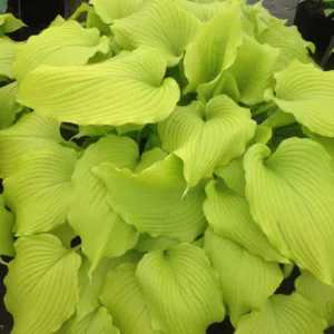 Hosta Dancing Queen, Plantain Lily 'Dancing Queen', 'Dancing Queen', Yellow Hosta, Shade perennials, Plants for shade