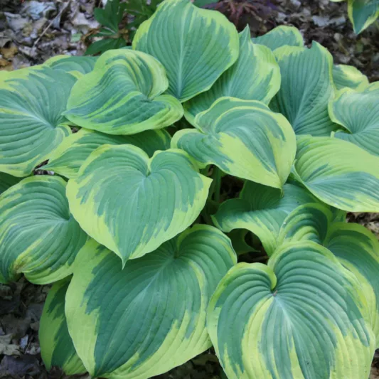 Hosta 'Earth Angel',  Plantain Lily 'Earth Angel', 'Earth Angel Hosta, Blue Hostas, Shade perennials, Plants for shade