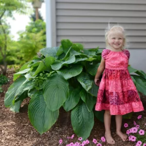 Hosta 'Empress Wu',  Plantain Lily 'Empress Wu', 'Empress Wu' Hosta, Giant Hosta, Blue Hostas, Shade perennials, Plants for shade