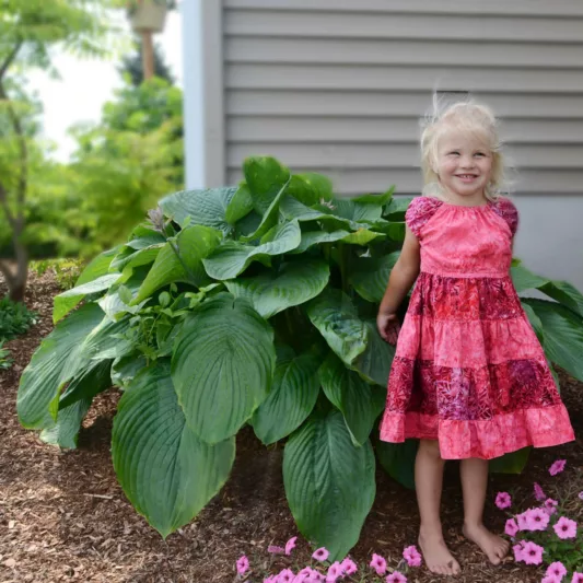 Hosta 'Empress Wu',  Plantain Lily 'Empress Wu', 'Empress Wu' Hosta, Giant Hosta, Blue Hostas, Shade perennials, Plants for shade