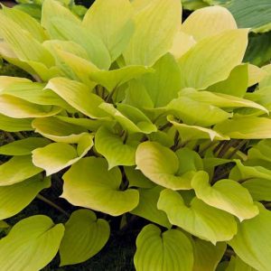 Hosta Fire Island, Variegated Plantain lily, Plantain Lily 'Fire Island', Shade perennials, Plants for shade