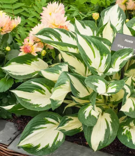 Hosta Fire and Ice, Variegated Plantain lily, Plantain Lily 'Fire and Ice', Shade perennials, Plants for shade