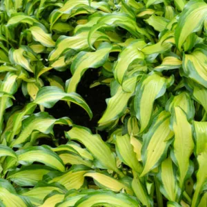 Hosta First Mate, Variegated Plantain lily, Plantain Lily 'First Mate', Shade perennials, Plants for shade