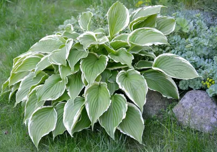Hosta 'Francee' (fortunei),  Plantain Lily 'Francee', 'Francee' Hosta, Hosta 'Francee', Shade perennials, Plants for shade
