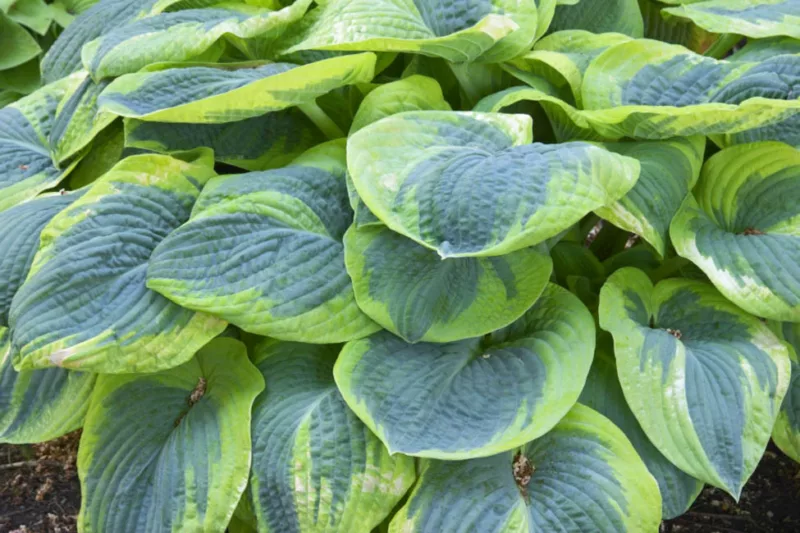 Hosta Frances Williams, Variegated Plantain lily, Plantain Lily 'Frances Williams', Shade perennials, Plants for shade
