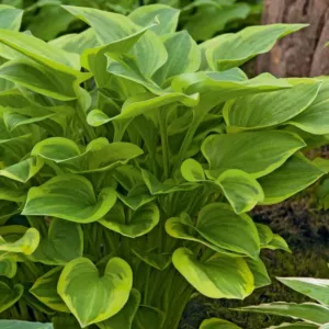 Hosta Golden Tiara, Variegated Plantain lily, Plantain Lily 'Golden Tiara', Shade perennials, Plants for shade