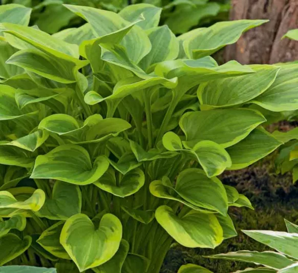 Hosta Golden Tiara, Variegated Plantain lily, Plantain Lily 'Golden Tiara', Shade perennials, Plants for shade