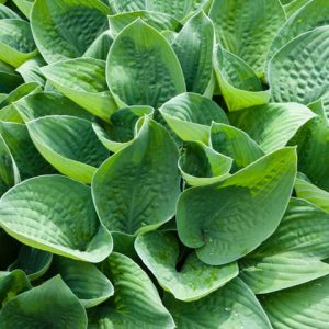 Hosta Gracillima, Plantain Lily, Hosta longipes var. gracillima, shade plant, shade perennial, Hime Iwa Giboshi