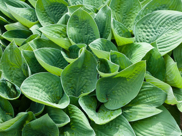 Hosta Gracillima, Plantain Lily, Hosta longipes var. gracillima, shade plant, shade perennial, Hime Iwa Giboshi
