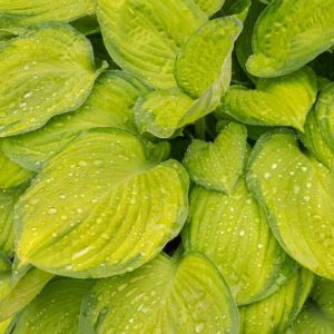 Hosta Guacamole, Variegated Plantain lily, Plantain Lily 'Guacamole', Shade perennials, Plants for shade