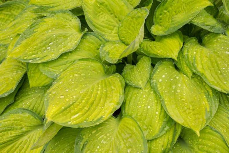 Hosta Guacamole, Variegated Plantain lily, Plantain Lily 'Guacamole', Shade perennials, Plants for shade