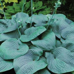 Hosta 'Humpback Whale',  Plantain Lily 'Humpback Whale', 'Humpback Whale' Hosta, Giant Hosta, Blue Hostas, Shade perennials, Plants for shade