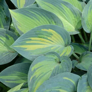 Hosta June, Variegated Plantain lily, Plantain Lily 'June', Shade perennials, Plants for shade