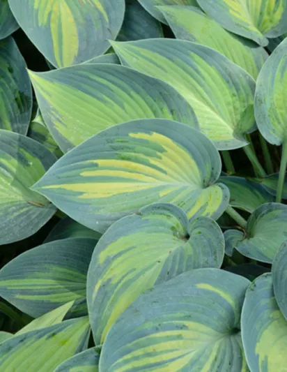 Hosta June, Variegated Plantain lily, Plantain Lily 'June', Shade perennials, Plants for shade