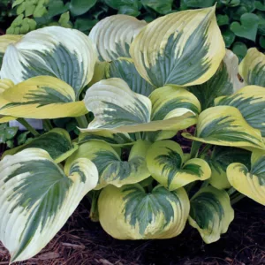 Hosta Liberty, Variegated Plantain lily, Plantain Lily 'Liberty', Shade perennials, Plants for shade