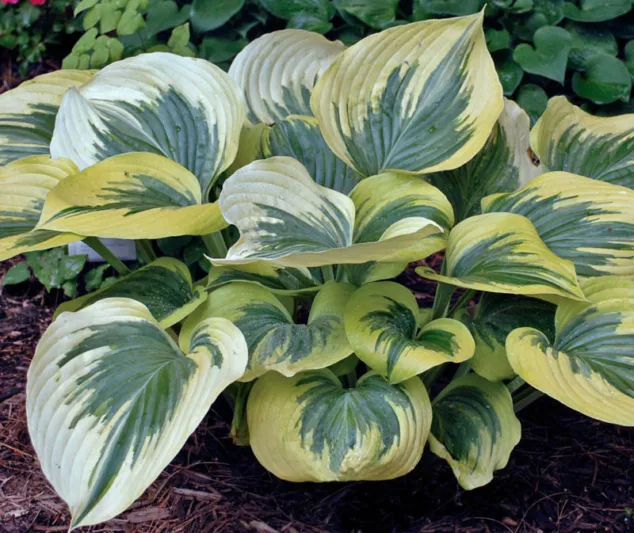 Hosta Liberty, Variegated Plantain lily, Plantain Lily 'Liberty', Shade perennials, Plants for shade