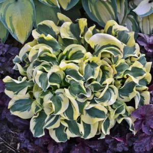 Hosta Mini Skirt, Variegated Plantain lily, Plantain Lily 'Mini Skirt', Shade perennials, Plants for shade