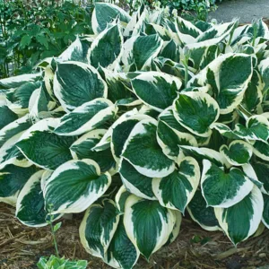Hosta Minuteman, Variegated Plantain lily, Plantain Lily 'Minuteman', Shade perennials, Plants for shade