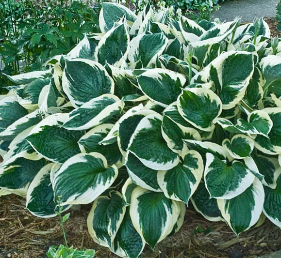 Hosta Minuteman, Variegated Plantain lily, Plantain Lily 'Minuteman', Shade perennials, Plants for shade
